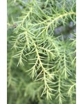 Криптомерія японська Елеганс Вірідіс|Cryptomeria japonica ’Elegans Viridis’|Криптомерия Елеганс Виридис